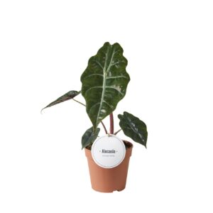 Alocasia Alocasia Chantrieri
(6 Plants/Order)(12cmP 35cmH)