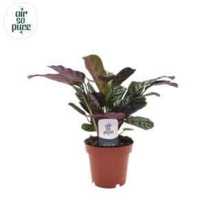 Ctenanthe burle-marxii Ctenanthe Burle Marxii (zonder hoes)
(10 Plants/Order)(12cmP 25cmH)