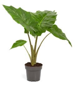 Alocasia Portodora Alocasia Portodora 14cm
(8 Plants/Order)(14cmP 45cmH)
