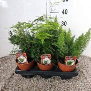 Asparagus Gemeng 13 cm
(8 Plants/Order)(13cmP 30cmH)