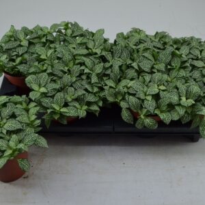 Fittonia fittonia mini whisper 12 cm
(9 Plants/Order)(12cmP 20cmH)