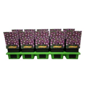 Iris sibirica Iris Sibirica 'Currier' P11
(10 Plants/Order)(11cmP 25cmH)