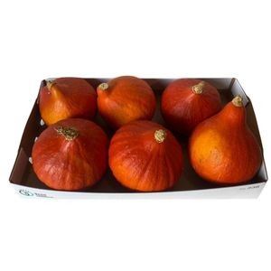 Cucurbita Red Kuri Plant *6
(6 Plants/Order)(15cmP cmH)
