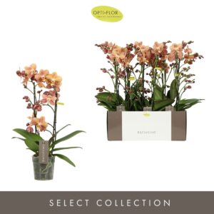 Phalaenopsis Multiflora Exclusivo Monaco 2 spike
(6 Plants/Order)(12cmP 45cmH)