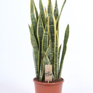 Sansevieria Laurentii Sansevieria Laurentii
(1 Plants/Order)(21cmP 80cmH)