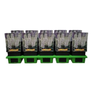 Delphinium Delphinium 'White Dark Bee' P11
(10 Plants/Order)(11cmP 25cmH)