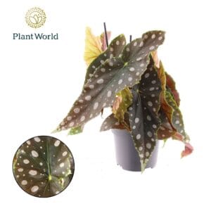 Begonia maculata Begonia Maculata Mega Dot XL
(4 Plants/Order)(17cmP 40cmH)