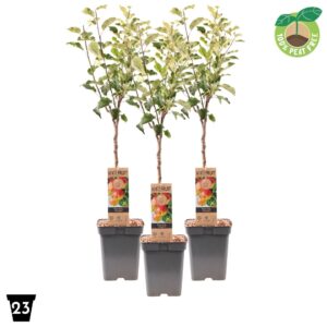 Malus Jonagold Highwood Malus dom. 'Jonagold' Patiobomen 100% Fruit, P23
(1 Plants/Order)(23cmP 90cmH)