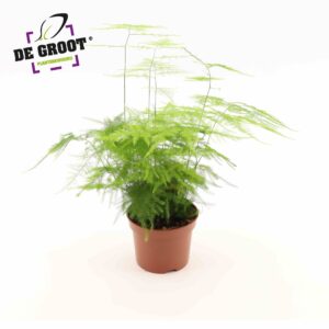 Asparagus setaceus Asparagus Setaceus 'Plumosus'
(10 Plants/Order)(12cmP 30cmH)