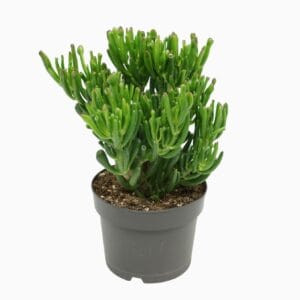 Crassula Gollum
(4 Plants/Order)(17cmP 25cmH)
