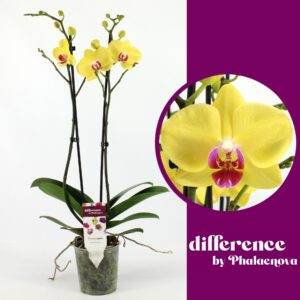 Phalaenopsis Limelight Limelight 2-tak 60cm (GROEN)
(10 Plants/Order)(12cmP 65cmH)