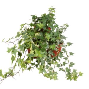 Hedera mixed Hedera helix mixed
(6 Plants/Order)(13cmP 30cmH)