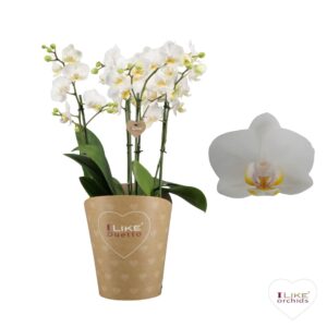 Phalaenopsis white more Ripsen Duetto Multi white - French Blonde 60+
(3 Plants/Order)(17cmP 50cmH)