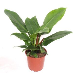 Philodendron Imperial Green Philodendron Imperial Green
(1 Plants/Order)(17cmP 60cmH)
