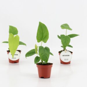 Anthurium Leaf Anthurium Balaoanum
(20 Plants/Order)(6cmP 15cmH)