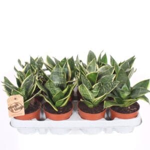 Sansevieria Golden Hahnii Edge
(12 Plants/Order)(9cmP 18cmH)