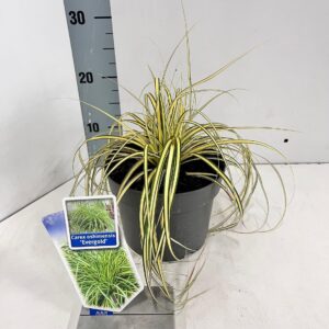 Carex oshimensis Carex oshimensis EverColor® 'Evergold’
(1 Plants/Order)(17cmP 35cmH)