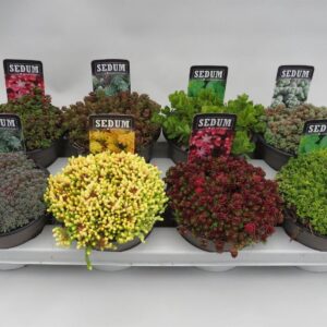 Sedum other Sedum mix 14cm
(8 Plants/Order)(14cmP 5cmH)