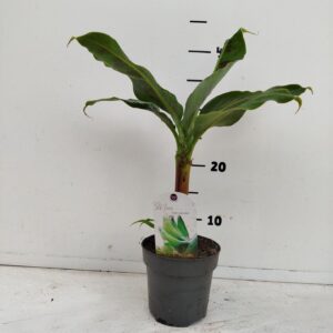 Musa Dwarf Cavendish Musa Dwarf Cavendish
(10 Plants/Order)(12cmP 20cmH)