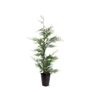 Cupressocyparis Cupressocyparis leylandii (zonder etiket)
(1 Plants/Order)(21cmP 110cmH)