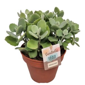 Kalanchoe Kalanchoe Millotti
(4 Plants/Order)(14cmP 25cmH)
