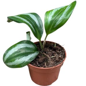 Alocasia Scaphochlamys Scintillans Ooi
(5 Plants/Order)(10.5cmP 20cmH)