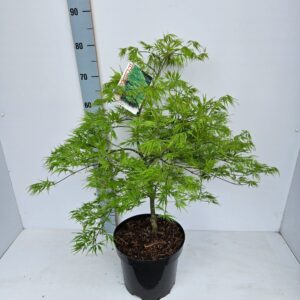 Acer palmatum Dissectum Acer palmatum 'Dissectum'
(1 Plants/Order)(26cmP 80cmH)