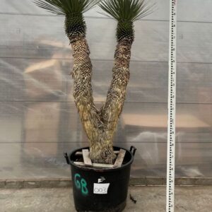 Yucca rostrata Yucca Rostrata multistam 003 - 220cm
(1 Plants/Order)(70cmP 220cmH)