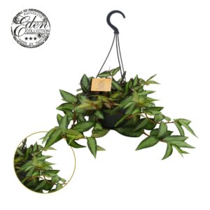 other plants Pellionia repens 15cm HP
(2 Plants/Order)(15cmP 25cmH)