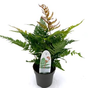 Dryopteris erythrosora Dryopteris erythrosora 'Brilliance' ES13 1,0l
(8 Plants/Order)(13cmP 20cmH)