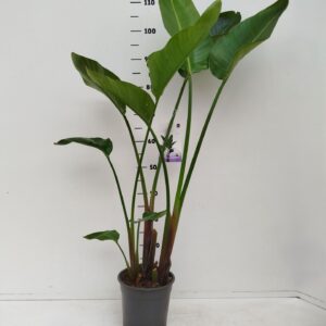Strelitzia nicolai strelitzia nicolai
(1 Plants/Order)(24cmP 130cmH)