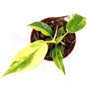 Philodendron Philodendron Florida Beauty
(20 Plants/Order)(7cmP 10cmH)