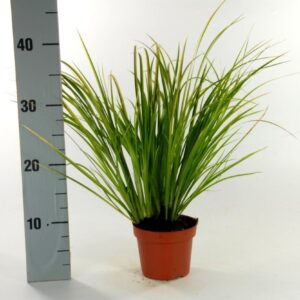 Acorus gramineus Ogon Acorus Ogon p12 
(12 Plants/Order)(12cmP 25cmH)