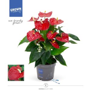 Anthurium Karma Red Anthurium - KARMA Red | 17cm
(6 Plants/Order)(17cmP 50cmH)