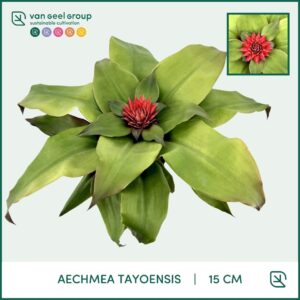 Aechmea tayoensis Aechmea Tayoensis
(4 Plants/Order)(15cmP 40cmH)