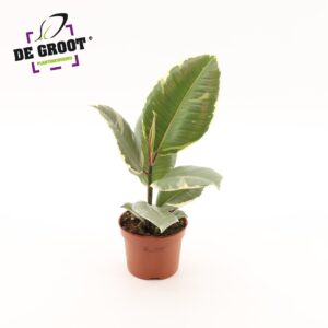 Ficus Tineke Ficus elastica 'Tineke'
(10 Plants/Order)(12cmP 35cmH)