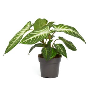 other plants Xanthosoma Lindenii 14cm 
(4 Plants/Order)(14cmP 65cmH)