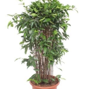Dracaena surculosa Dracaena Surculosa
(1 Plants/Order)(40cmP 160cmH)