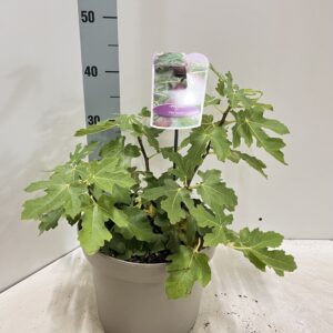 Ficus carica Ficus carica 'Perretta'
(1 Plants/Order)(23cmP 50cmH)