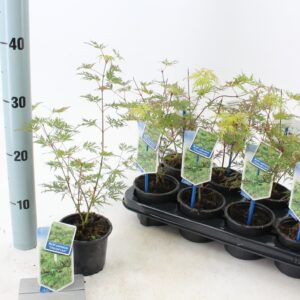 Acer palmatum Emerald Lace Acer pal. 'Emerald Lace'
(12 Plants/Order)(10.5cmP 25cmH)