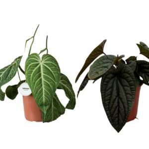 Anthurium Leaf Anthurium mix Special
(2 Plants/Order)(21cmP 70cmH)