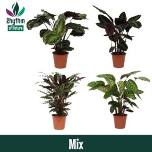 Calathea Calathea 19cm mixed - Rhythm of Nature
(1 Plants/Order)(19cmP 80cmH)