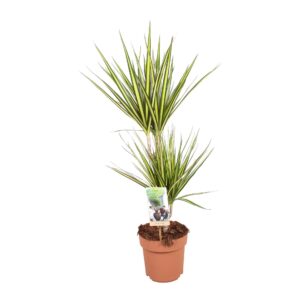Dracaena Sunray Dracaena Sunray 30-15
(1 Plants/Order)(17cmP 75cmH)