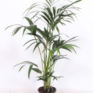 Howea forsteriana Howea forsteriana 5 per Pot
(1 Plants/Order)(21cmP 120cmH)