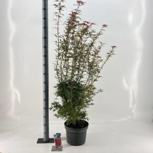 Acer palmatum Jerre Schwartz Acer pal. 'Jerre Schwartz'
(1 Plants/Order)(29cmP 70cmH)