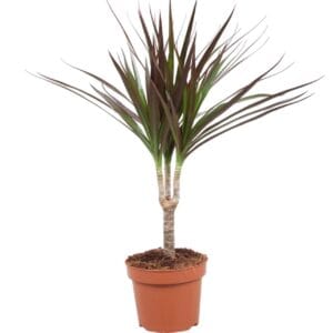 Dracaena Magenta Dracaena Magenta one stam
(10 Plants/Order)(12cmP 45cmH)