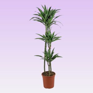 Dracaena Warneckei Dracaena warneckei 90-60-30 140cm
(1 Plants/Order)(24cmP 140cmH)
