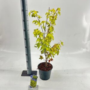 Acer palmatum Summer Gold Acer pal. 'Summer Gold'
(1 Plants/Order)(19cmP 60cmH)