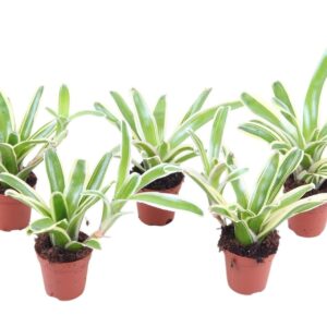 Nidularium Striped Fireball Fireball VARI 5,5
(10 Plants/Order)(5.5cmP 15cmH)