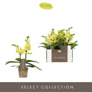 Phalaenopsis Multiflora Optifriend Vayenne 2 spike
(8 Plants/Order)(7cmP 25cmH)